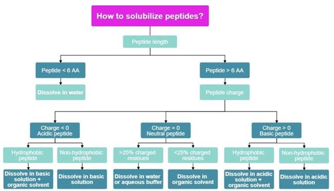 image 3 Reconstitution of Lyophilized Peptides