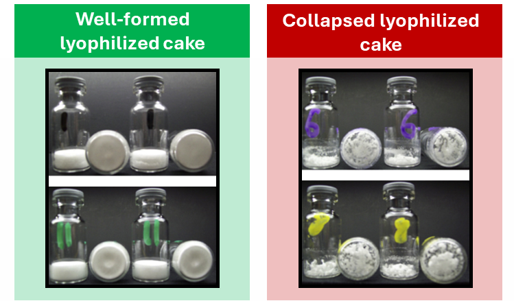 image 3 What is a Lyophilized Peptide?